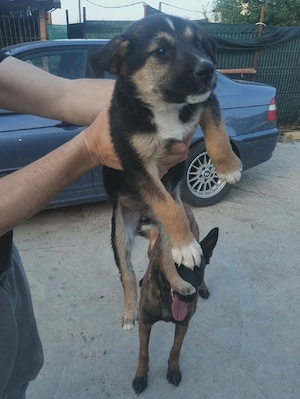 Ofer spre adoptie 4 catei si o catelusa, in varsta de 2 luni, de ciobanesc german metis - imagine 4