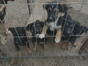 Ofer spre adoptie 4 catei si o catelusa, in varsta de 2 luni, de ciobanesc german metis