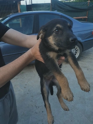Ofer spre adoptie 4 catei si o catelusa, in varsta de 2 luni, de ciobanesc german metis - imagine 5