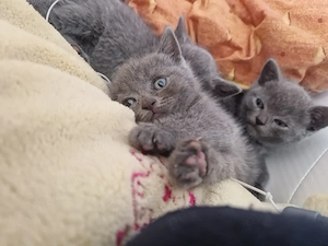 British Shorthair Blue  - imagine 2