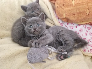 British Shorthair Blue 