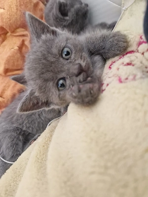 British Shorthair Blue  - imagine 4