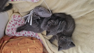 British Shorthair Blue  - imagine 3
