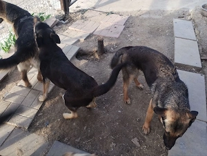 Ofer spre adoptie doua cateluse in varsta de 1 an, de ciobanesc german metis - imagine 5