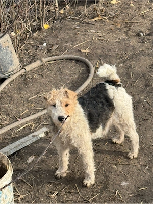 femela foxterrier!! - imagine 2