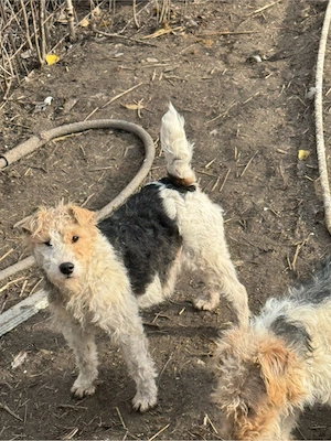 femela foxterrier!! - imagine 3