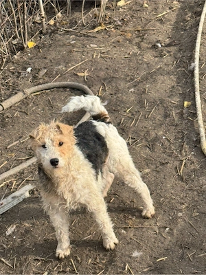 femela foxterrier!! - imagine 4