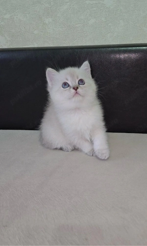 Ragdoll iubitor 