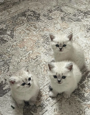 Puiuti ragdoll