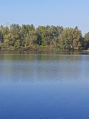 Teren și casa de vacanta cu iesire la lacul Milcov.