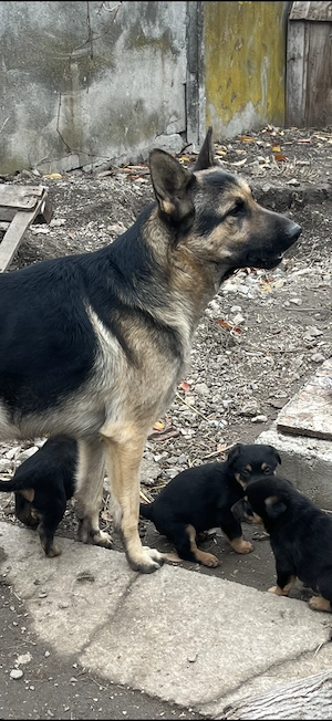 Vând Ciobănesc German puii, 2 fete rămase !  - imagine 3