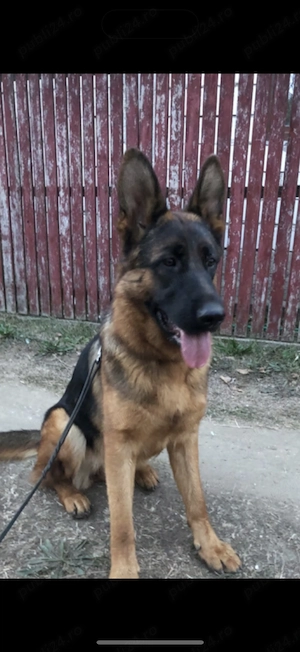 Vând Ciobănesc German puii, 2 fete rămase !  - imagine 4