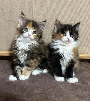 Maine Coon adorabili 