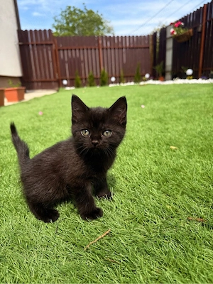 British shorthair black 