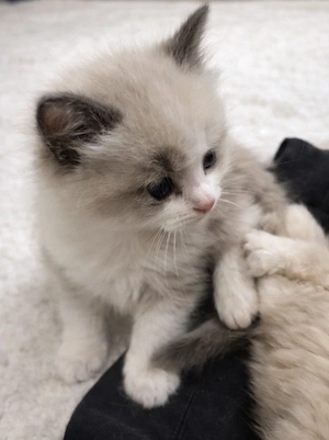 Ragdoll puiuti frumosi - imagine 2