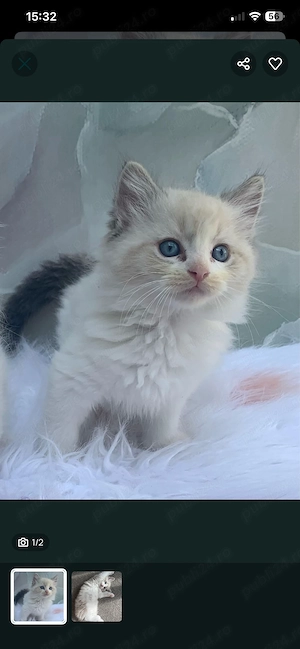 Ragdoll puiuti frumosi