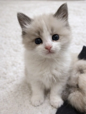 Ragdoll puiuti frumosi - imagine 1