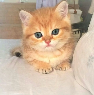 British shorthair orange  - imagine 2