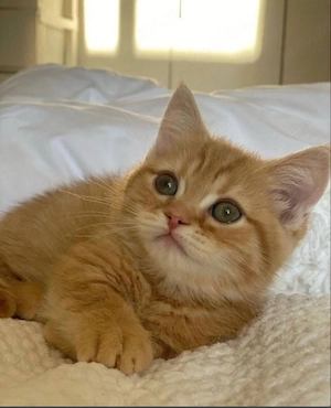 British shorthair orange  - imagine 3