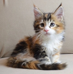Maine Coon adorabili  - imagine 2
