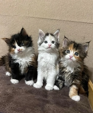 Maine Coon adorabili  - imagine 3