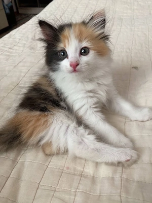 maine coon tricolor  - imagine 2