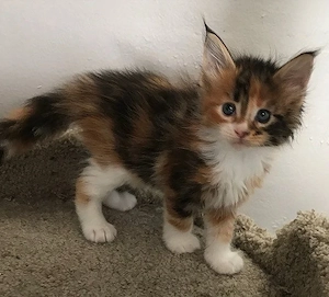 Maine coon mascul  - imagine 2