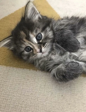 Maine coon mascul - imagine 4