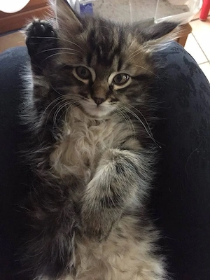 Maine coon mascul - imagine 2