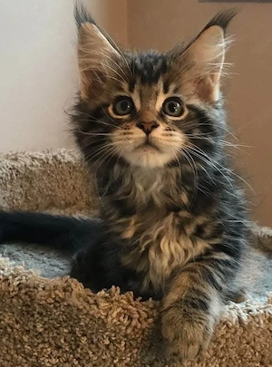 Maine coon mascul