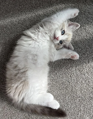Ragdoll fetita si baietel - imagine 2