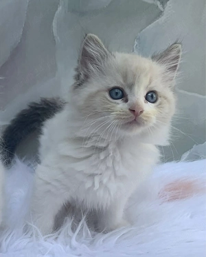 Ragdoll fetita si baietel