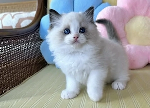Ragdoll fetita si baietel - imagine 3
