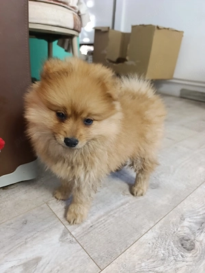 Pomeranian 