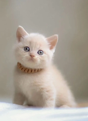 scottish fold crem
