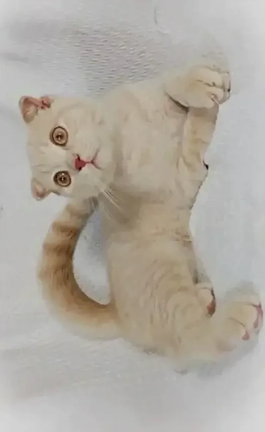 scottish fold crem - imagine 3