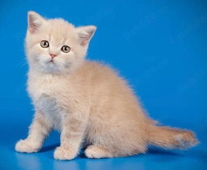 scottish fold crem - imagine 2