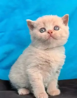 fetite si baietei capucino cream