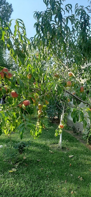 Teren și casa de vacanta cu iesire la lacul Milcov.  - imagine 4