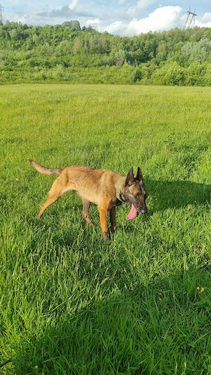 Femela ciobanesc belgian malinois 
