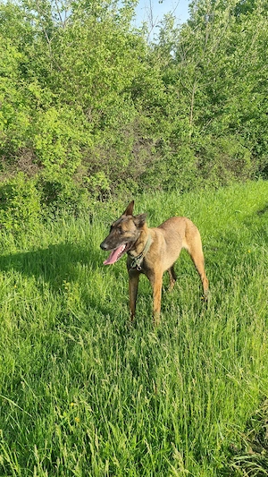 Femela ciobanesc belgian malinois  - imagine 3