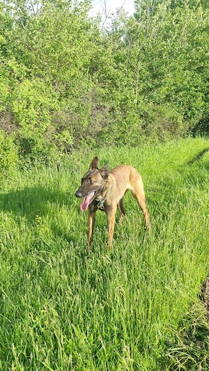 Femela ciobanesc belgian malinois  - imagine 2