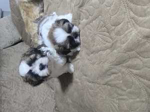 Puiuți shih tzu dragalasi 