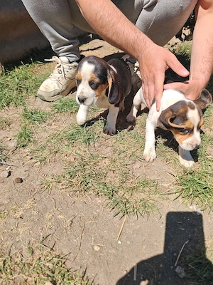 Căței beagle caută casă nouă