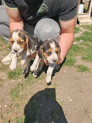 Căței beagle caută casă nouă - imagine 3