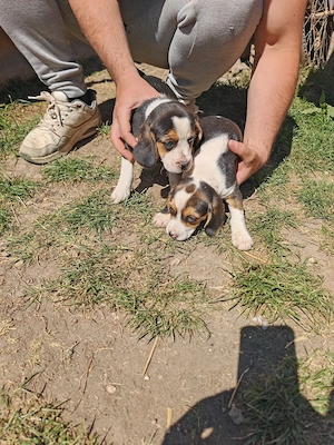 Căței beagle caută casă nouă - imagine 2