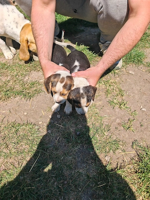 Căței beagle caută casă nouă - imagine 4