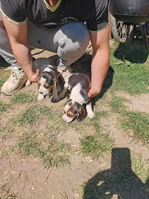 Beagle, caută casă nouă 