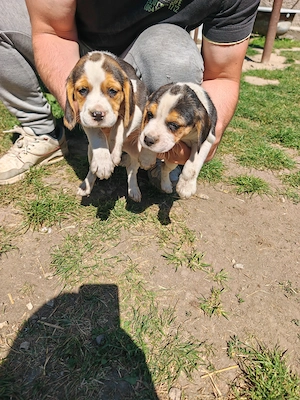 Beagle, caută casă nouă  - imagine 3