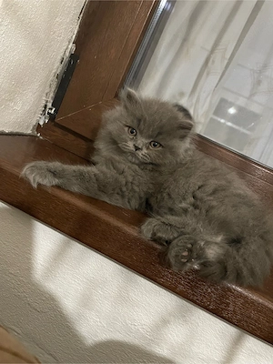 Doua pisicuțe superbe british longhair - imagine 2